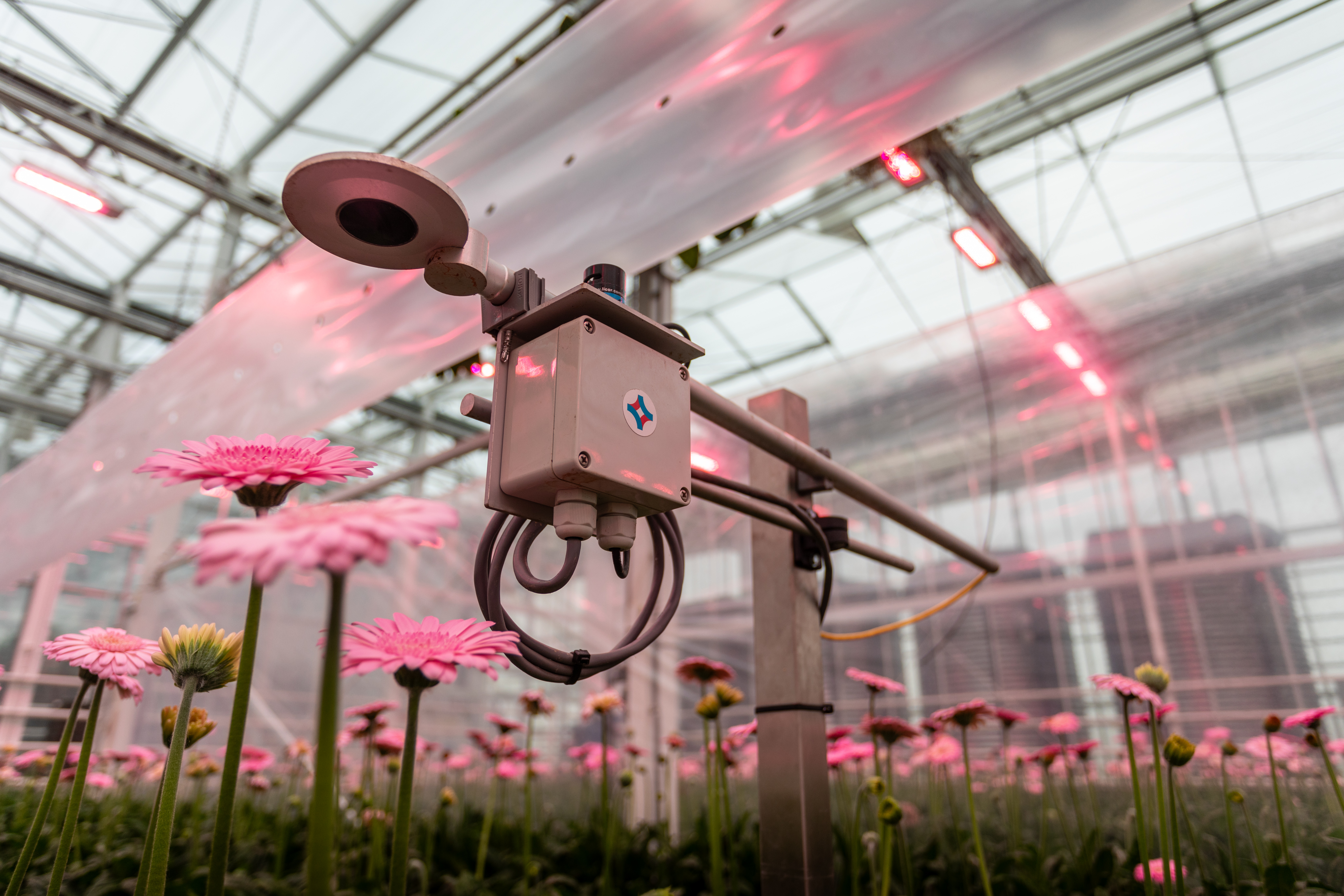 Greenhouse Horticulture in Bleiswijk - flowers