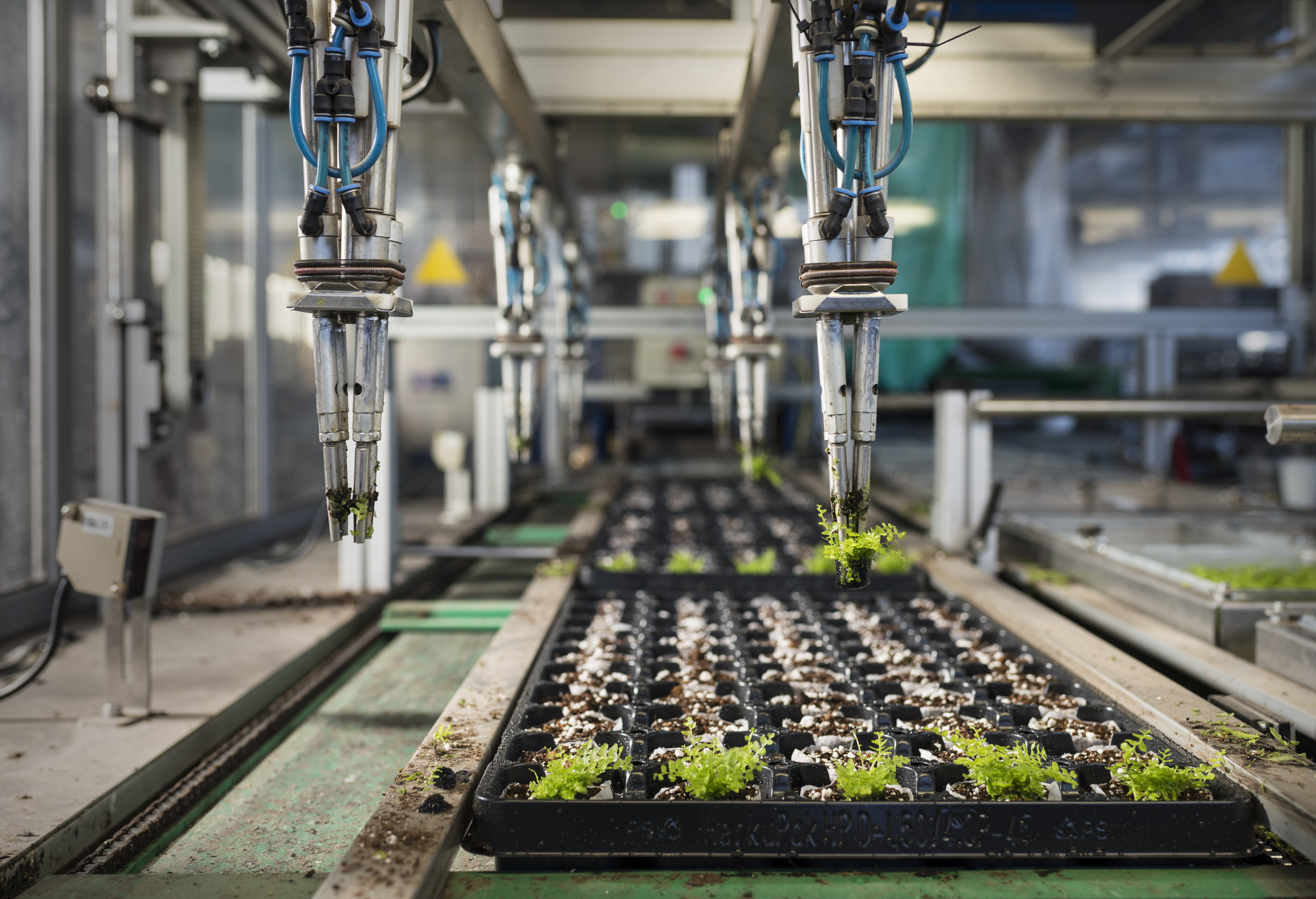 Robotisation in horticulture 